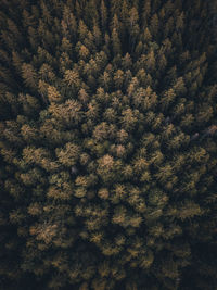 Full frame shot of plants