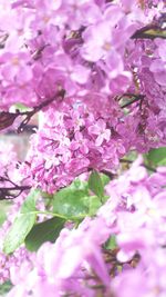 Close-up of pink flowers on tree