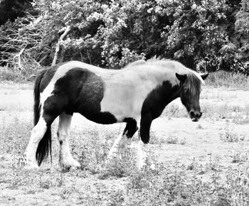 Side view of two horses on field