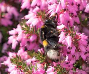 Close-up of honey bee pollinating flower