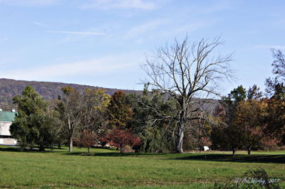 Trees on landscape against sky