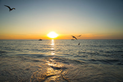 Birds flying over sea at sunset