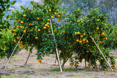 Orange fruits on tree