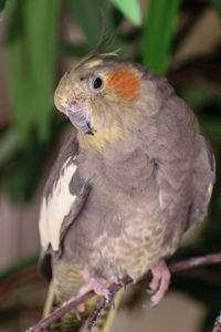 Close-up of bird perching outdoors