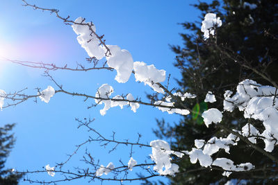 Low angle view of white flowering tree against sky