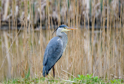 High angle view of gray heron on field