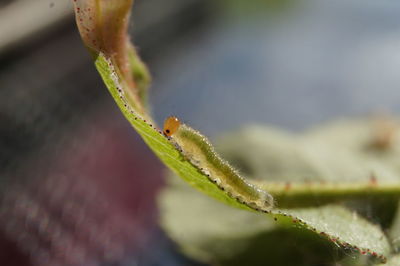 Close-up of insect on plant