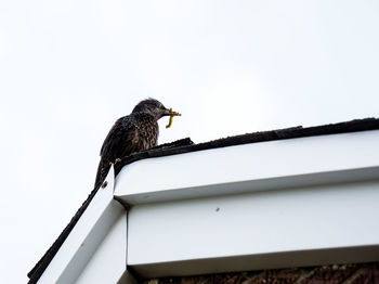 Low angle view of bird perching on roof against clear sky