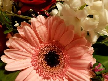 Close-up of pink flowers blooming outdoors