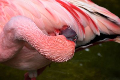 Close-up of bird