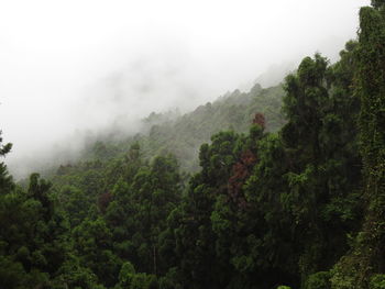 Scenic view of forest against sky