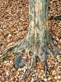 Close-up of tree trunk in forest