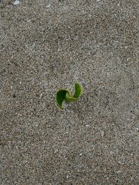 High angle view of plant on sand