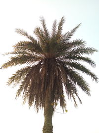 Low angle view of palm tree against clear sky