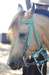 Close-up of a horse