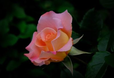 Close-up of pink rose