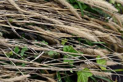 High angle view of twigs on field