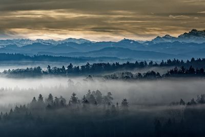 Panoramic shot of trees on landscape against sky