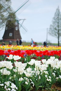 Close-up of flowers in field