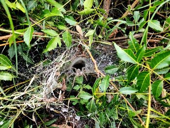 View of lizard on land