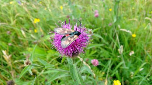 Close-up of honey bee on thistle