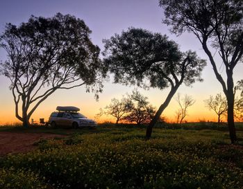 Trees on field against sky during sunset