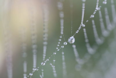 Close-up of wet spider web on plant