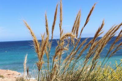 Plants growing on beach against sky