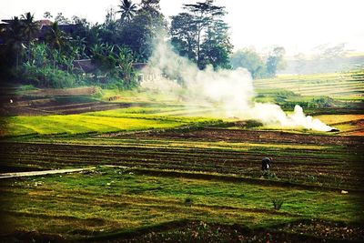 Scenic view of grassy field