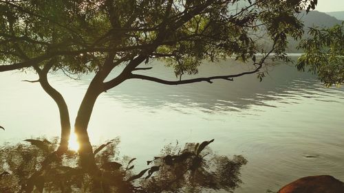 Trees by lake against sky