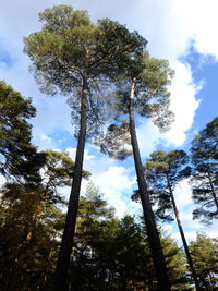 Low angle view of trees in forest against sky