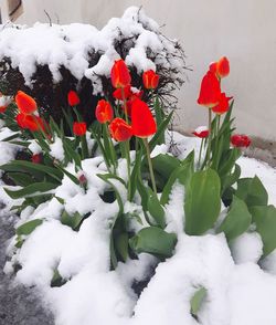 Close-up of snow covered plants