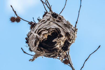 Low angle view of nest on tree against sky