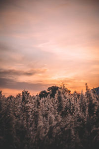 Scenic view of snow covered landscape against sky during sunset