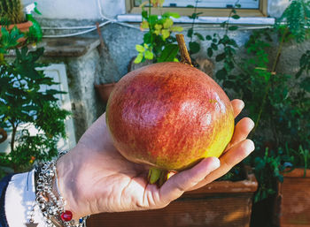 Cropped hand of woman holding pomegranate