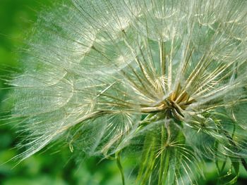 Close up of dandelion