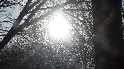 Sun shining through trees