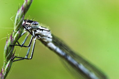 Close-up of spider