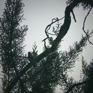 Low angle view of tree against clear sky