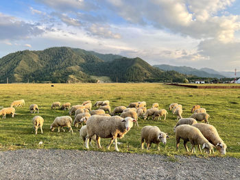 Flock of sheep on field