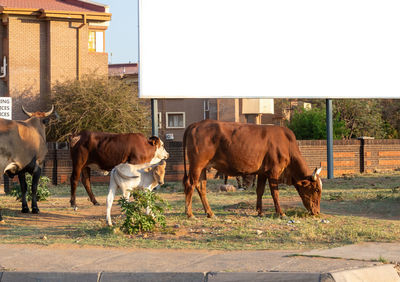 Horses standing in ranch against sky