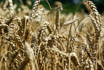 Close-up of wheat field