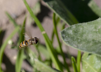 Close-up of insect on plant