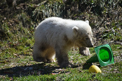 Dirty polar bear cub playing with green traffic cone