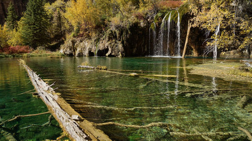 Scenic view of lake in forest