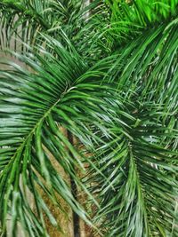 Close-up of palm tree