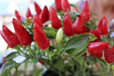 Close-up of chilli growing on plant