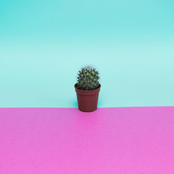 Potted plant on table against blue background