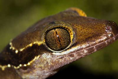 Close-up of lizard