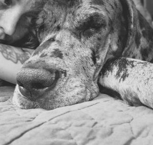 Close-up of dog lying on bed